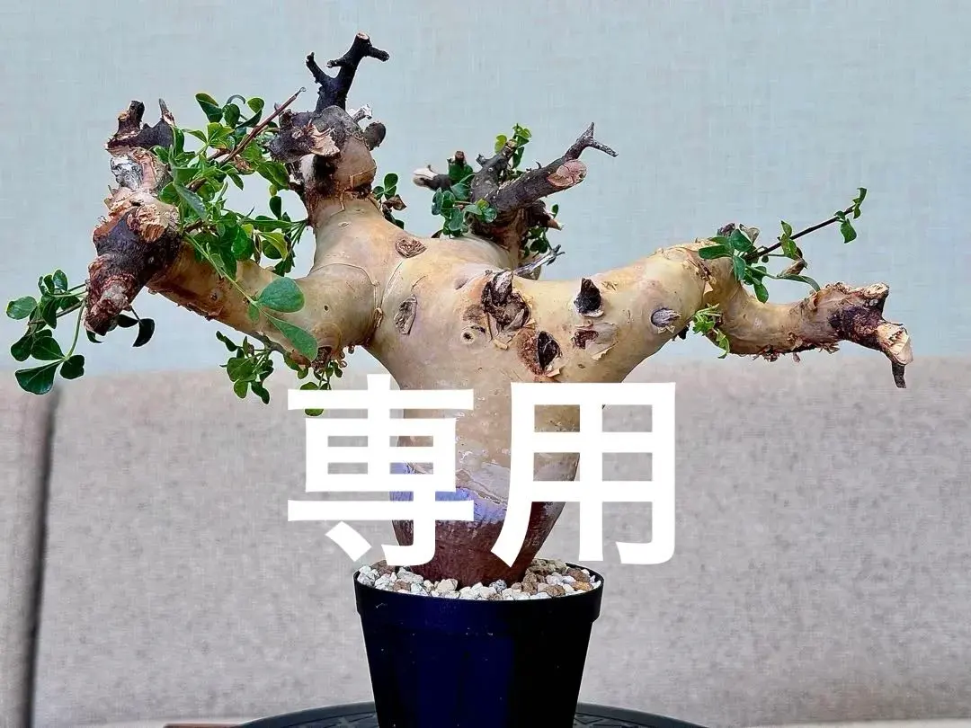 2026年最新】コミフォラ カタフ ピュアの人気アイテム - メルカリ