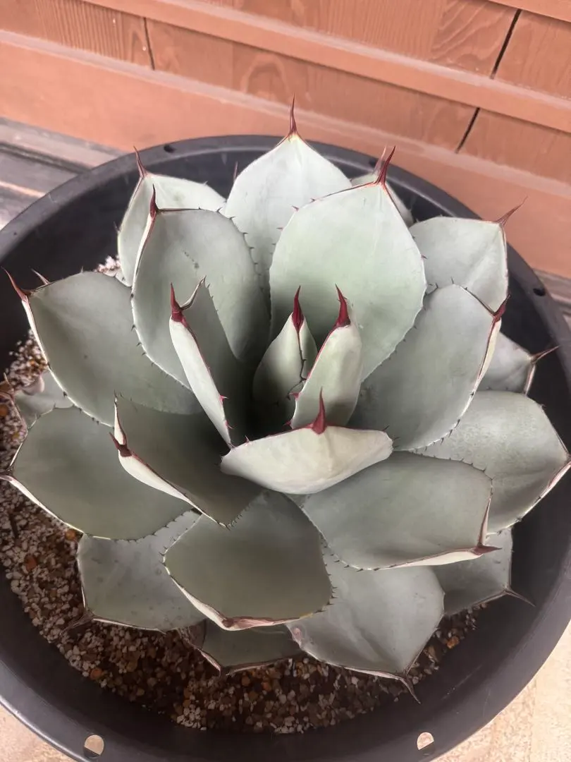 2026年最新】アガベ パリー トランカータ ハンティントンの人気