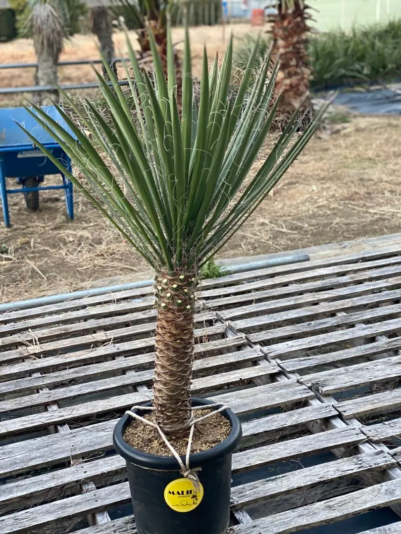 2026年最新】ユッカフィリフェラの人気アイテム - メルカリ