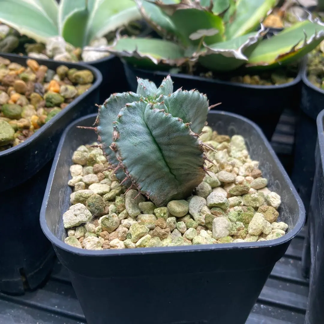 2026年最新】ユーフォルビア スノーフレークの人気アイテム - メルカリ