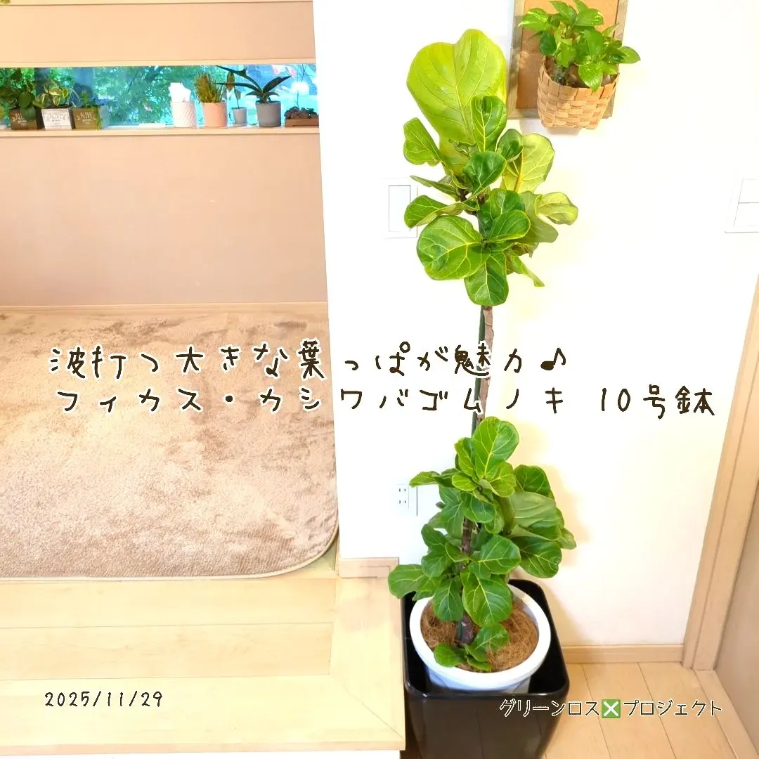 2026年最新】カシワバゴムの木の人気アイテム - メルカリ