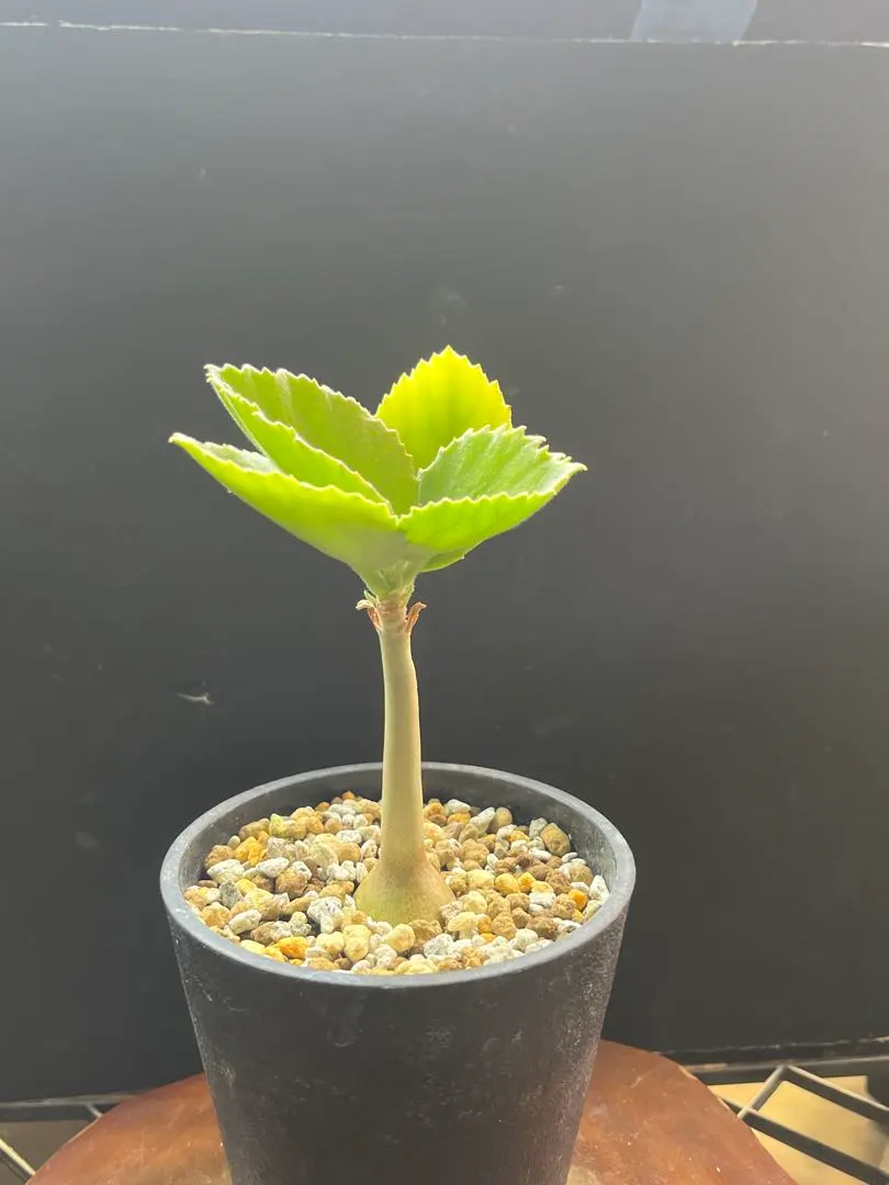 2026年最新】キフォステンマの人気アイテム - メルカリ