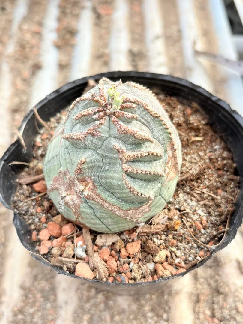 2026年最新】ユーフォルビア オベサ モンストの人気アイテム - メルカリ