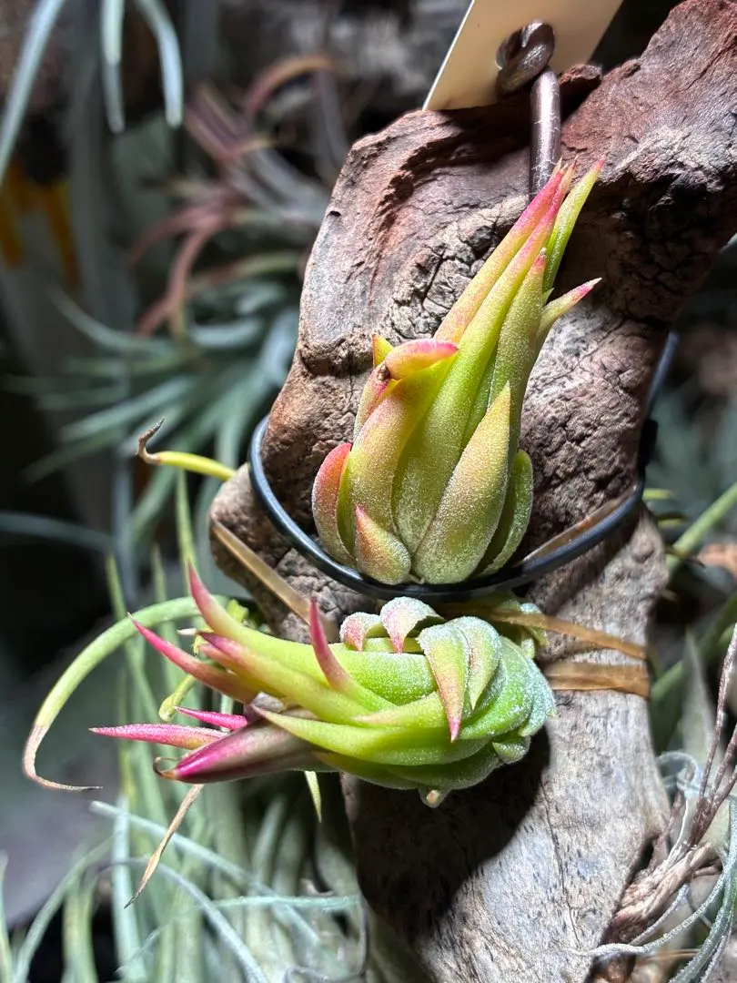 2026年最新】ionantha nizandaの人気アイテム - メルカリ