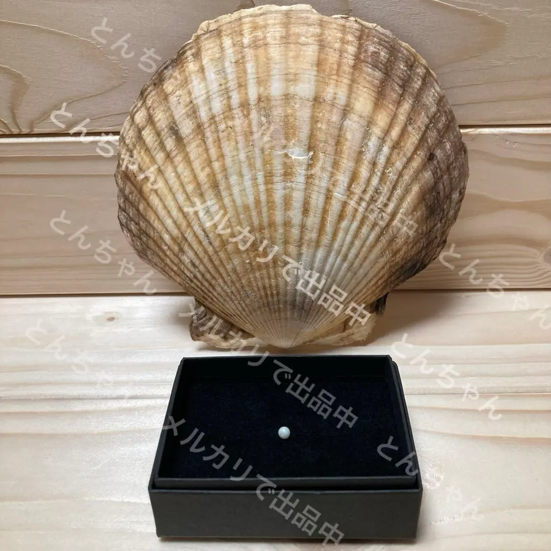 2026年最新】スキャロップパールの人気アイテム - メルカリ