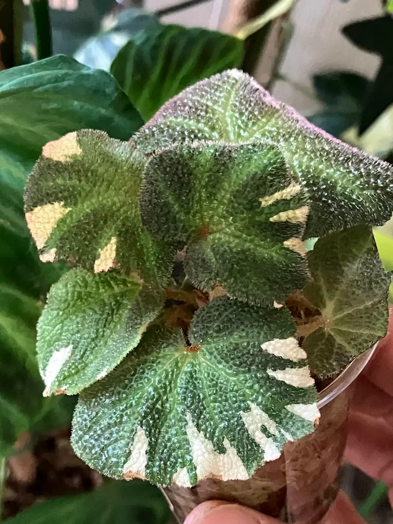 2026年最新】ベゴニアソリムタータの人気アイテム - メルカリ