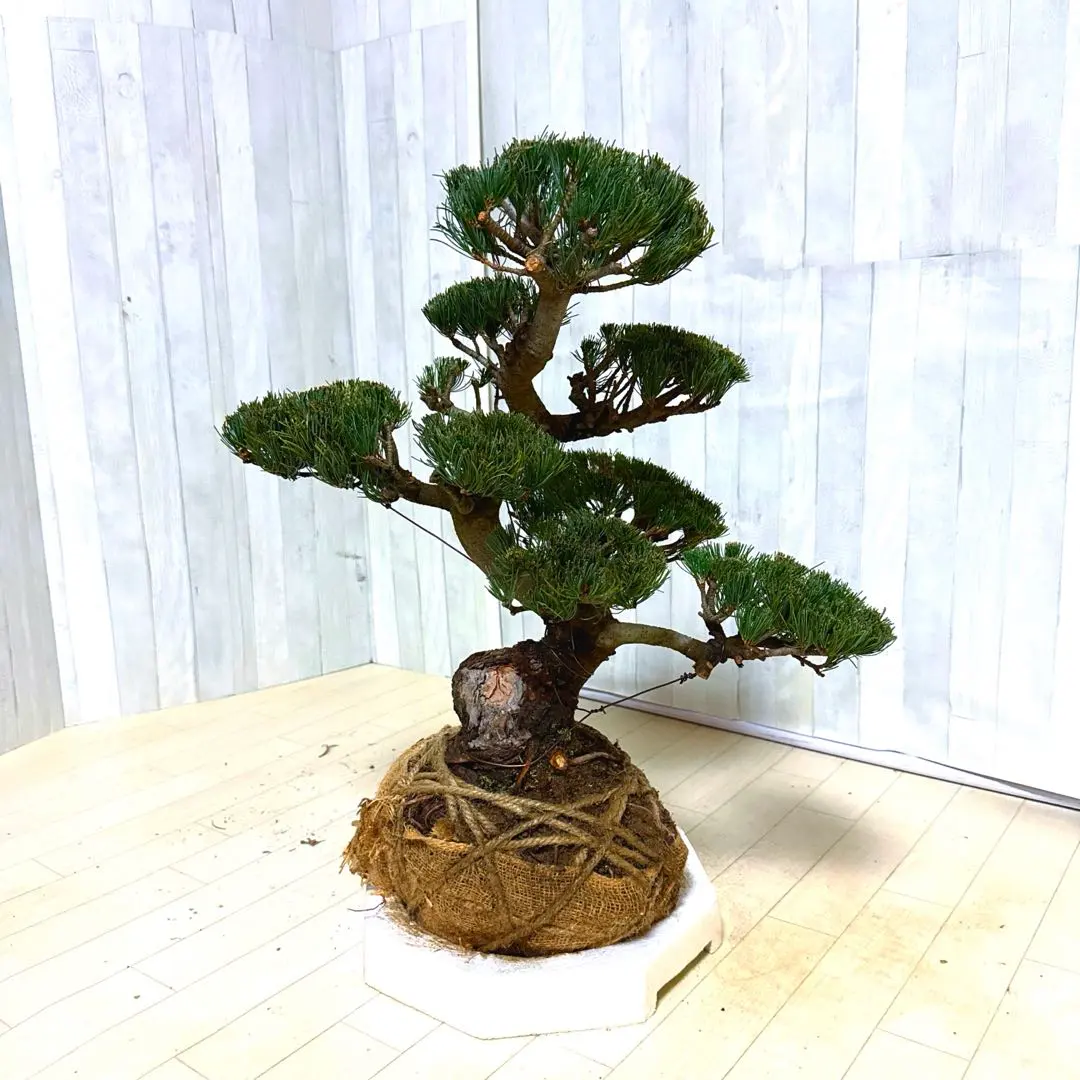 2026年最新】八房五葉松の人気アイテム - メルカリ