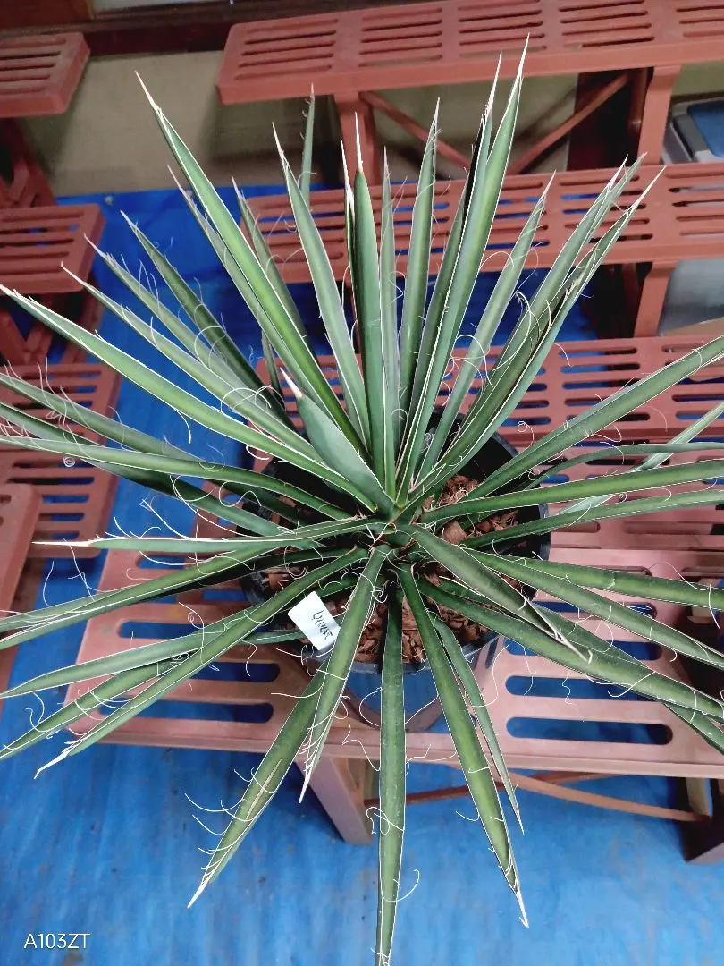 2026年最新】ユッカフィリフェラの人気アイテム - メルカリ