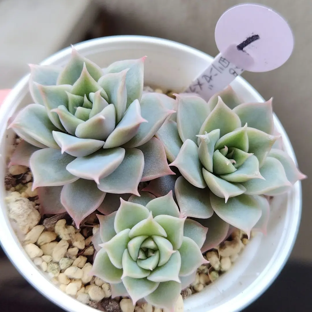 2026年最新】臼田リンゼアナの人気アイテム - メルカリ