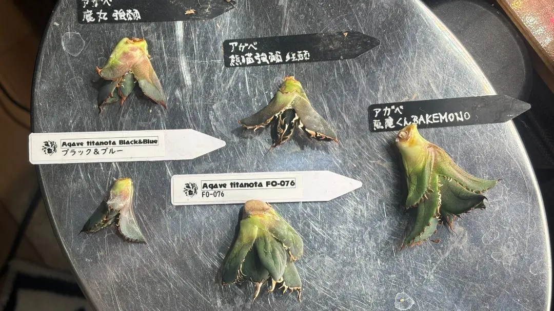 2026年最新】悪魔BB アガベの人気アイテム - メルカリ