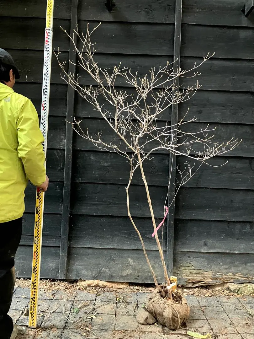 2026年最新】山採り ミツバツツジの人気アイテム - メルカリ