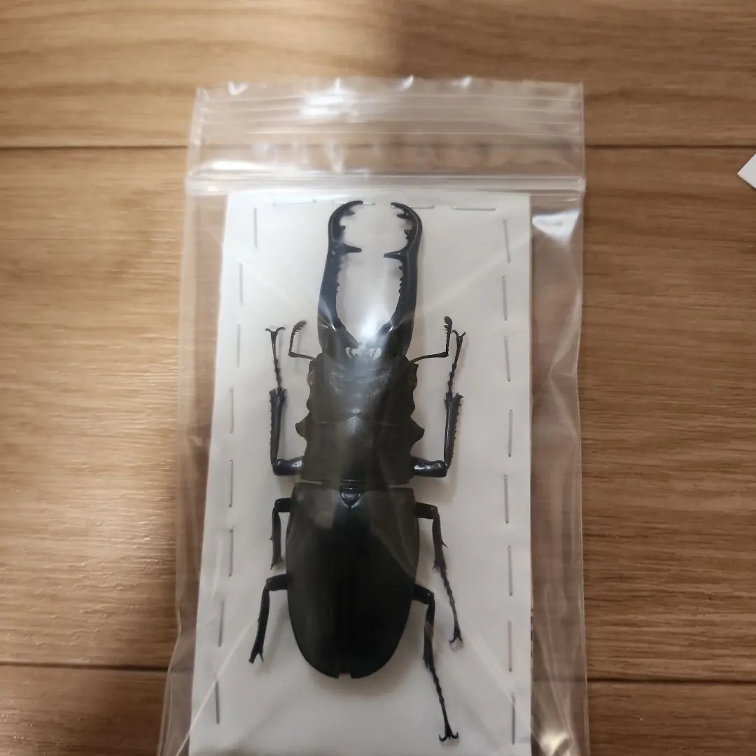 2026年最新】ギラファノコギリクワガタ 2003の人気アイテム - メルカリ