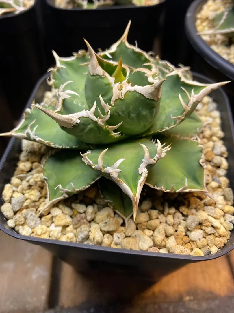 2026年最新】ivory wa アガベの人気アイテム - メルカリ