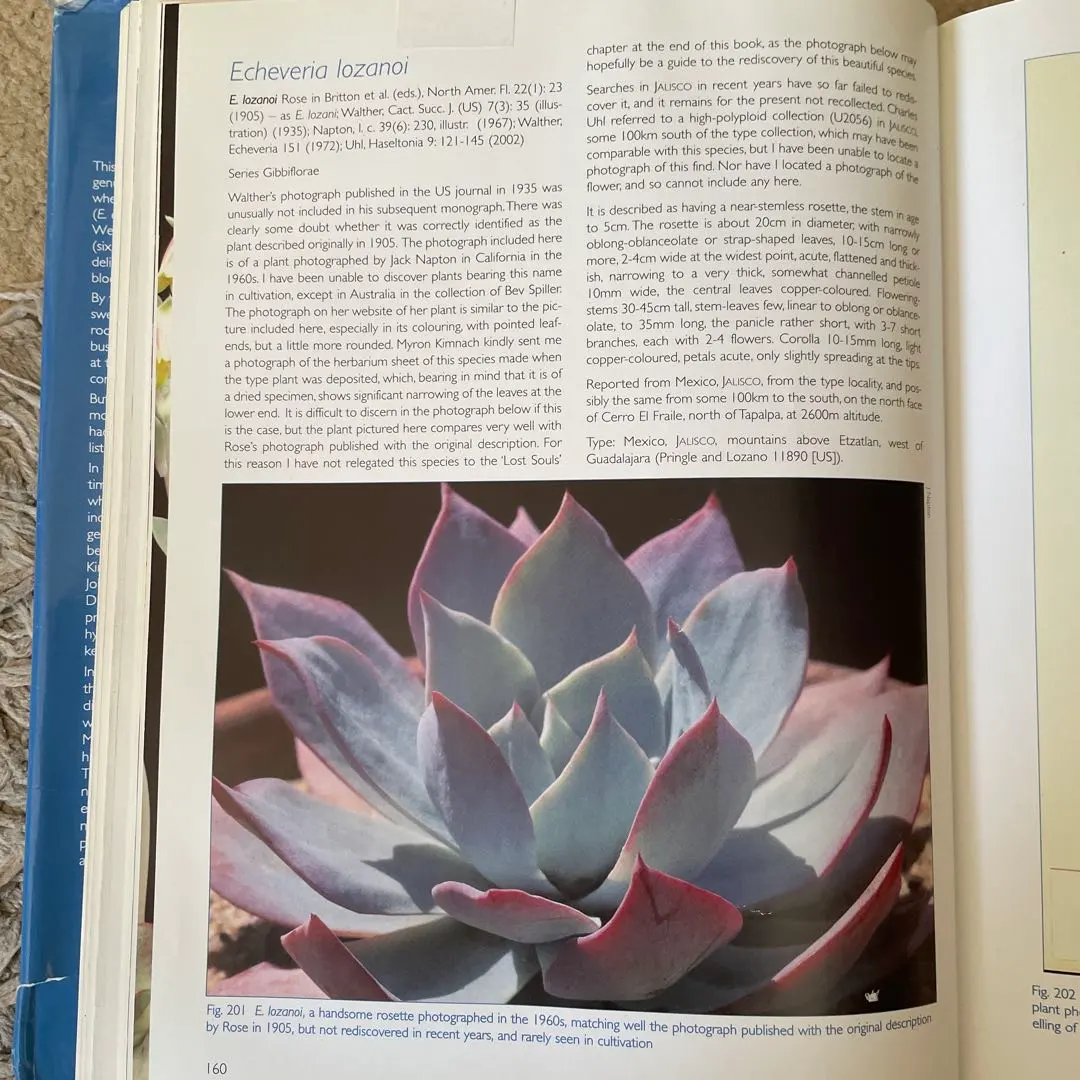 2026年最新】青典牡丹 多肉の人気アイテム - メルカリ