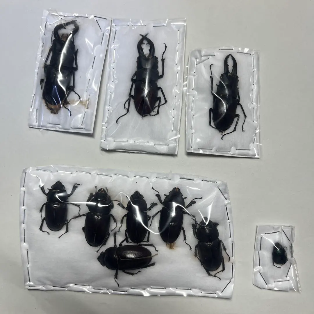 2026年最新】コガネムシ 標本の人気アイテム - メルカリ