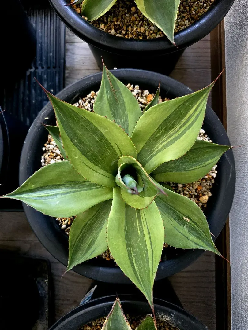 2026年最新】オバティフォリア キラーの人気アイテム - メルカリ