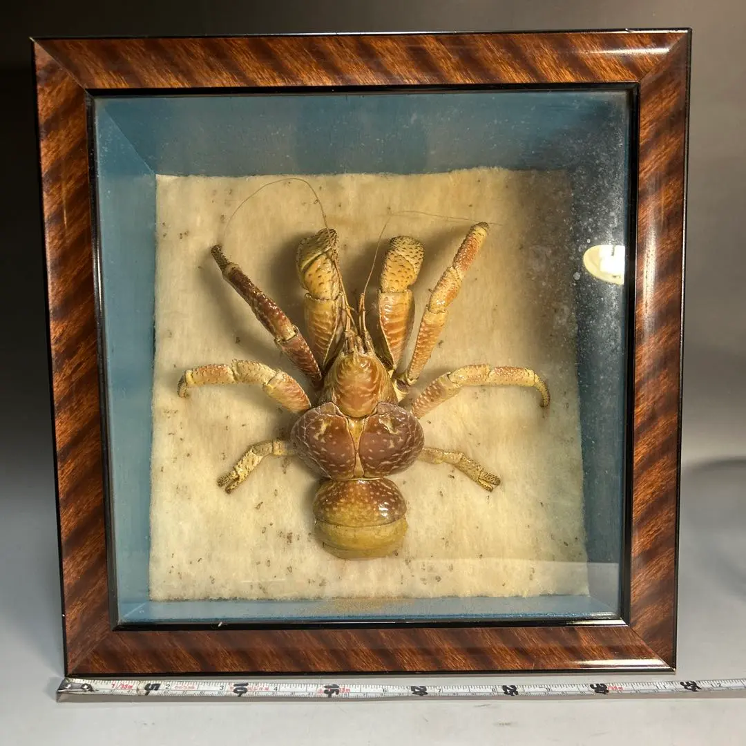 2026年最新】ヤシガニ剥製の人気アイテム - メルカリ