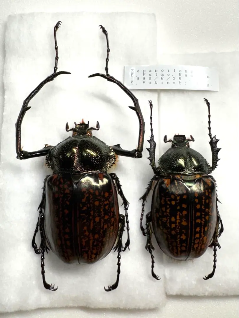 2026年最新】テナガコガネの人気アイテム - メルカリ