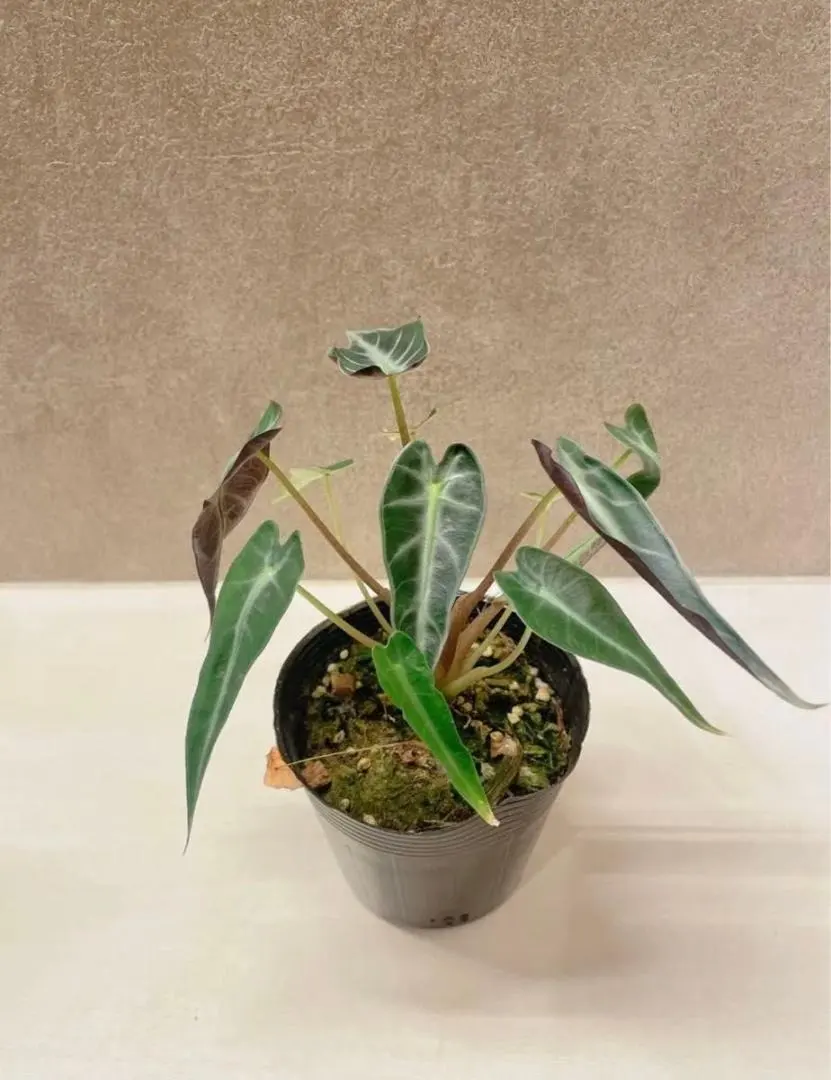 2026年最新】アロカシア バンビーノ ピンクの人気アイテム - メルカリ