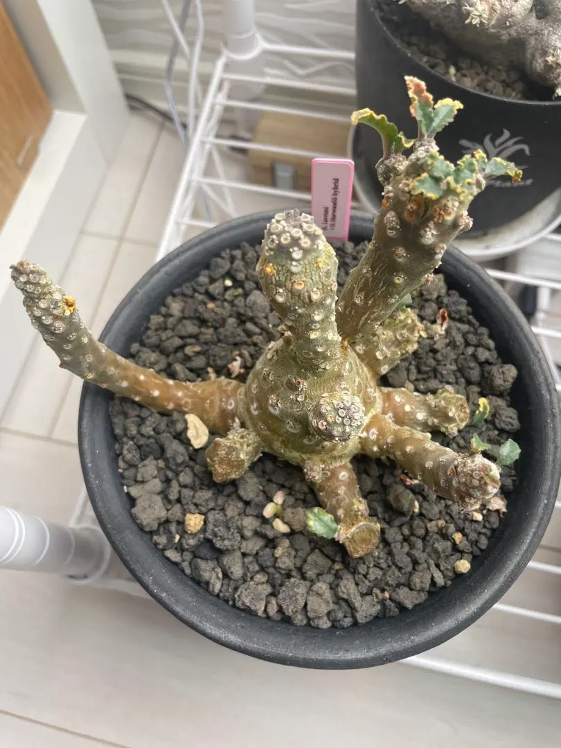 2026年最新】ドルステニア ラブラニーの人気アイテム - メルカリ