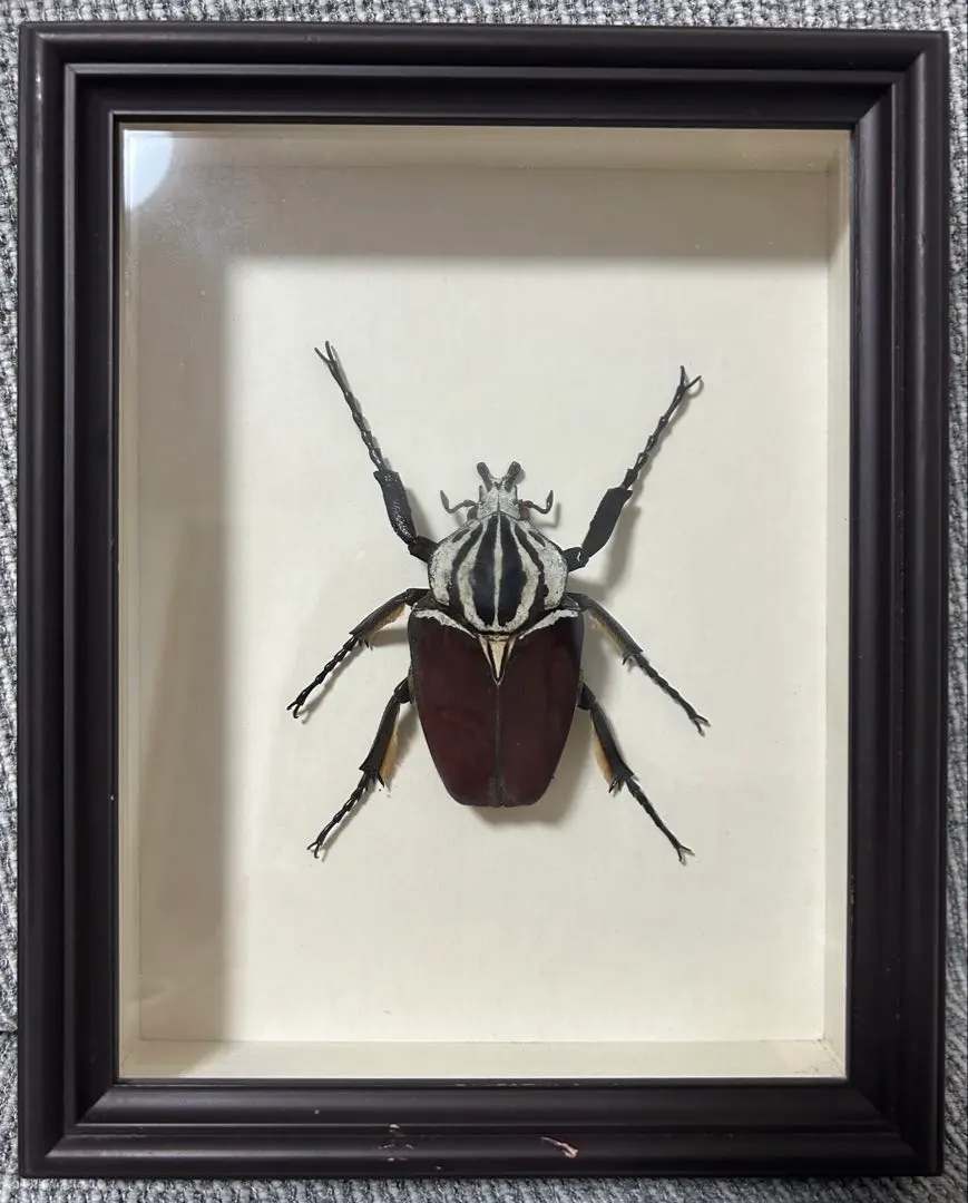 2026年最新】ゴライアス標本の人気アイテム - メルカリ