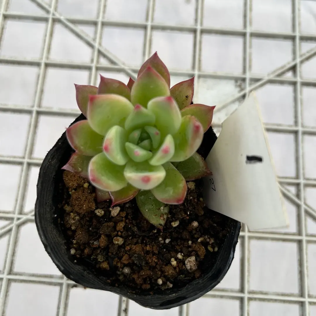 2026年最新】臼田リンゼアナの人気アイテム - メルカリ