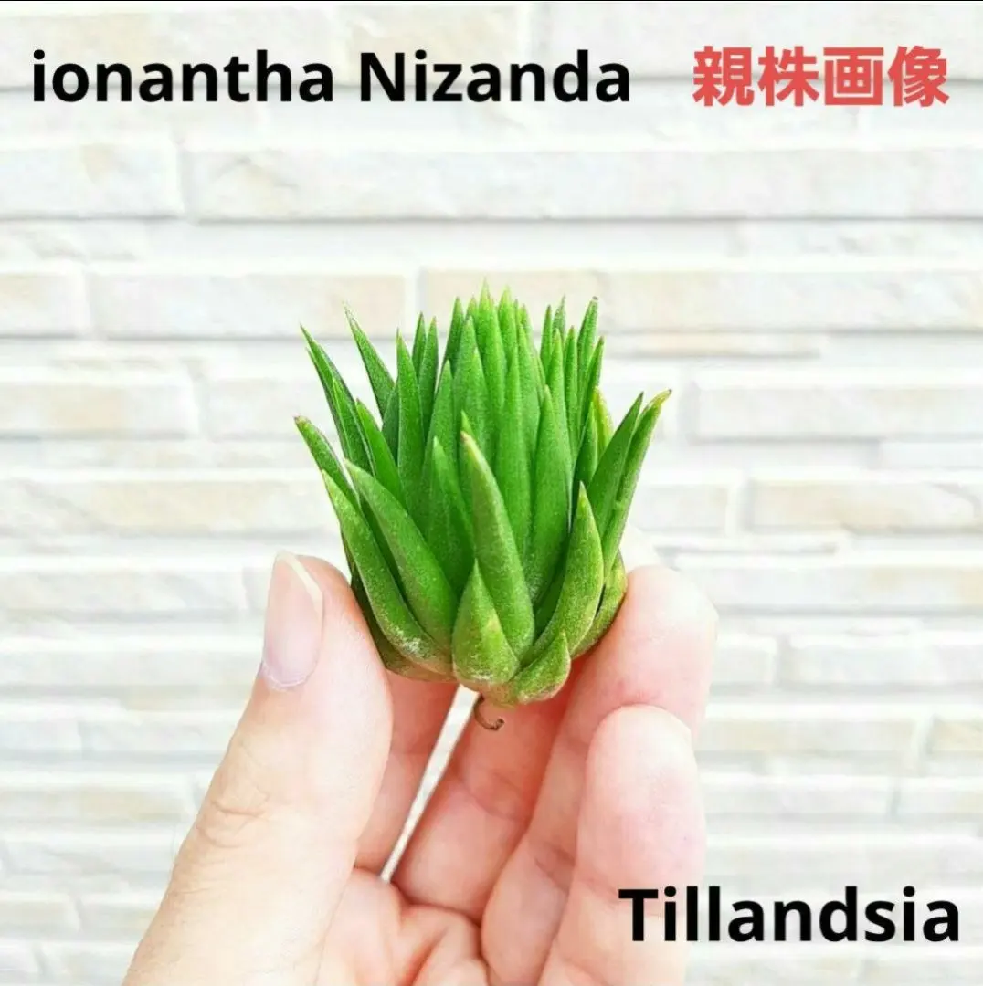 2026年最新】ionantha nizandaの人気アイテム - メルカリ