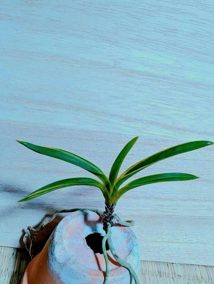 2026年最新】羆 富貴蘭の人気アイテム - メルカリ