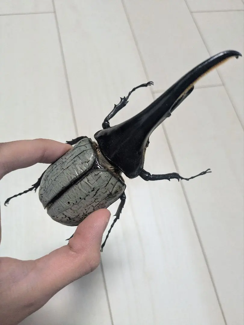 2026年最新】ヘラクレスブルー 標本の人気アイテム - メルカリ