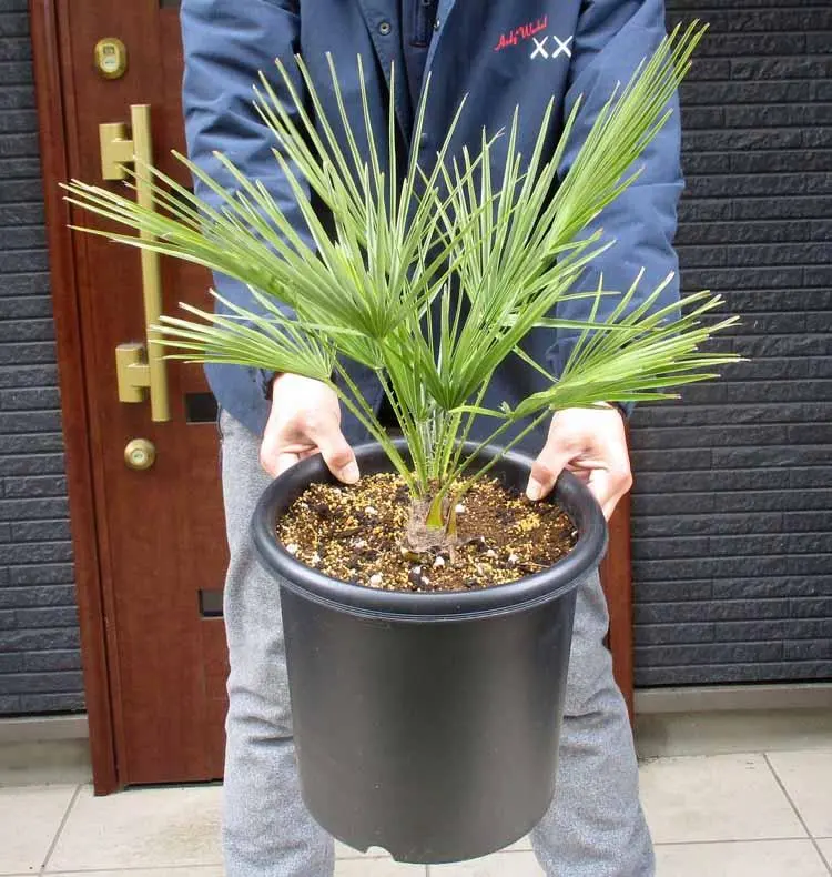 2026年最新】チャメロプスの人気アイテム - メルカリ