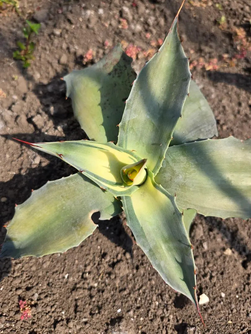 2026年最新】アガベアウェイクニングエンジェルの人気アイテム - メルカリ