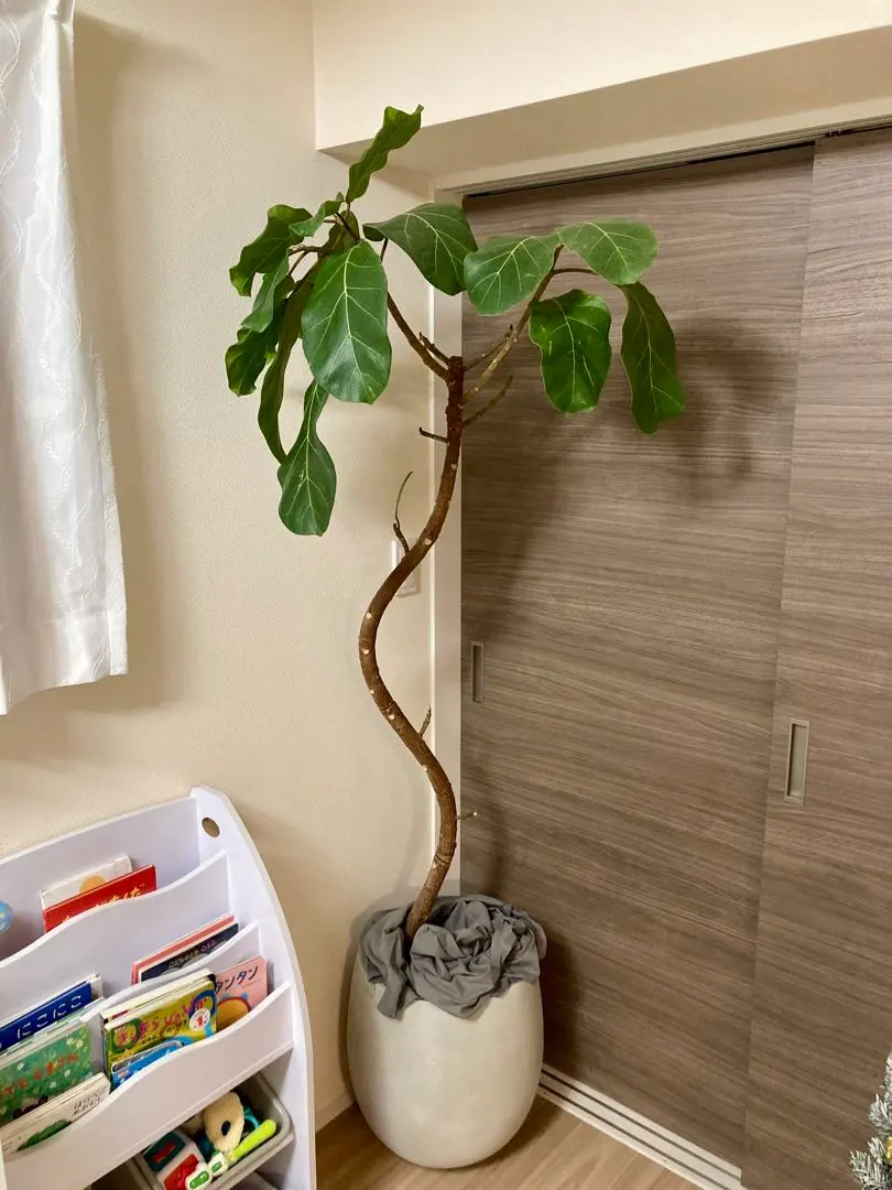 2026年最新】アフリカンプリンスの人気アイテム - メルカリ