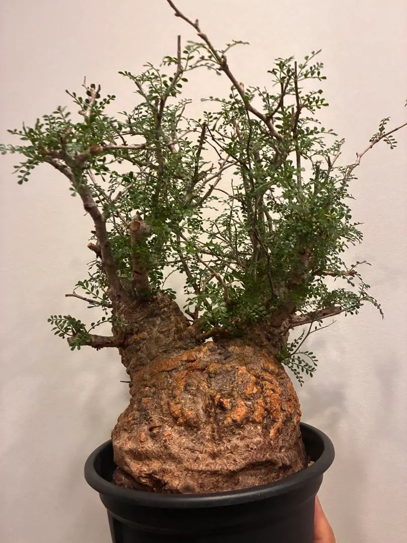 2026年最新】オペルクリカリア パキプス現地球の人気アイテム - メルカリ