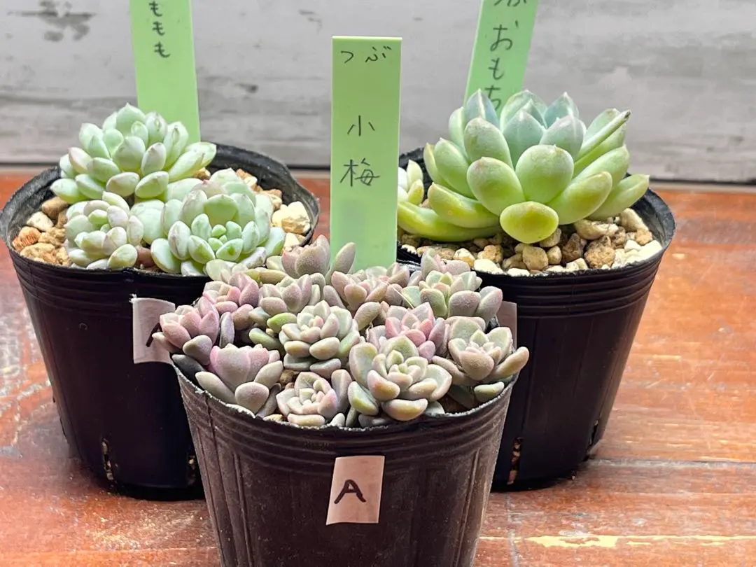 2026年最新】つぶつぶ屋 もももの人気アイテム - メルカリ