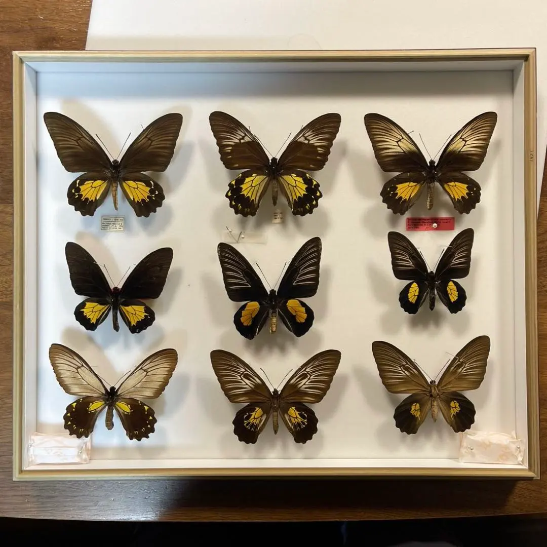 2026年最新】蝶標本 ドイツ箱の人気アイテム - メルカリ