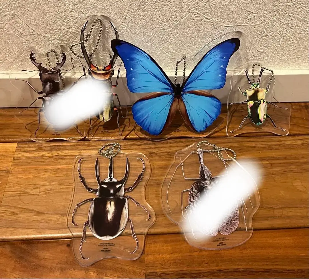 2026年最新】エラフスホソアカクワガタ 標本の人気アイテム - メルカリ