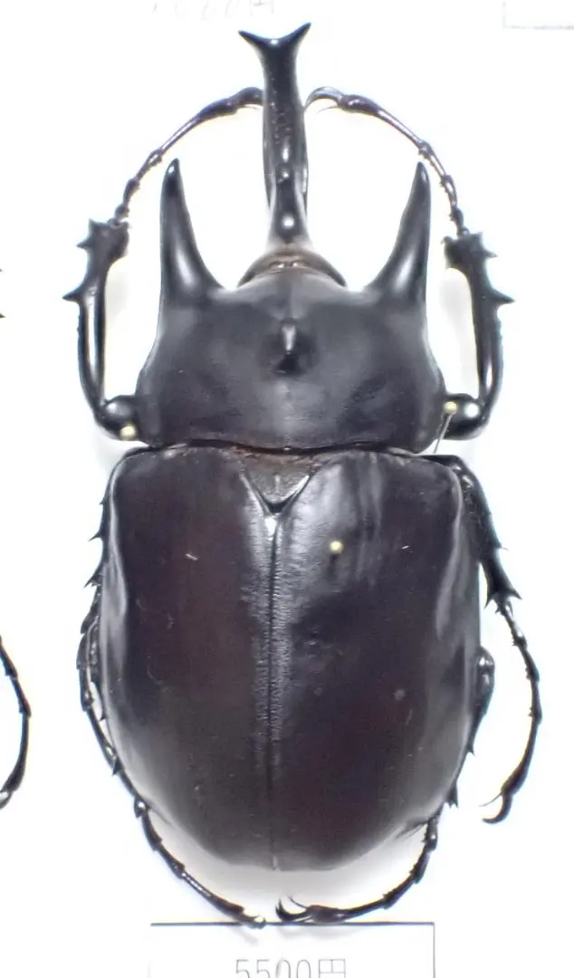 2026年最新】ゾウカブト 標本の人気アイテム - メルカリ