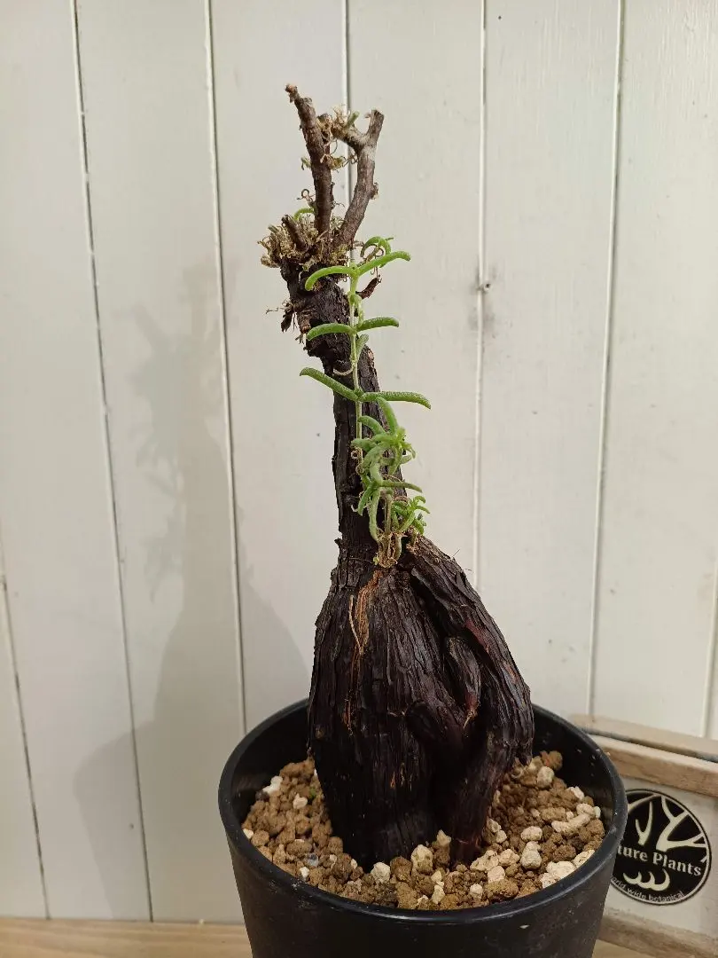 2026年最新】メストクレマ ツベローサムの人気アイテム - メルカリ