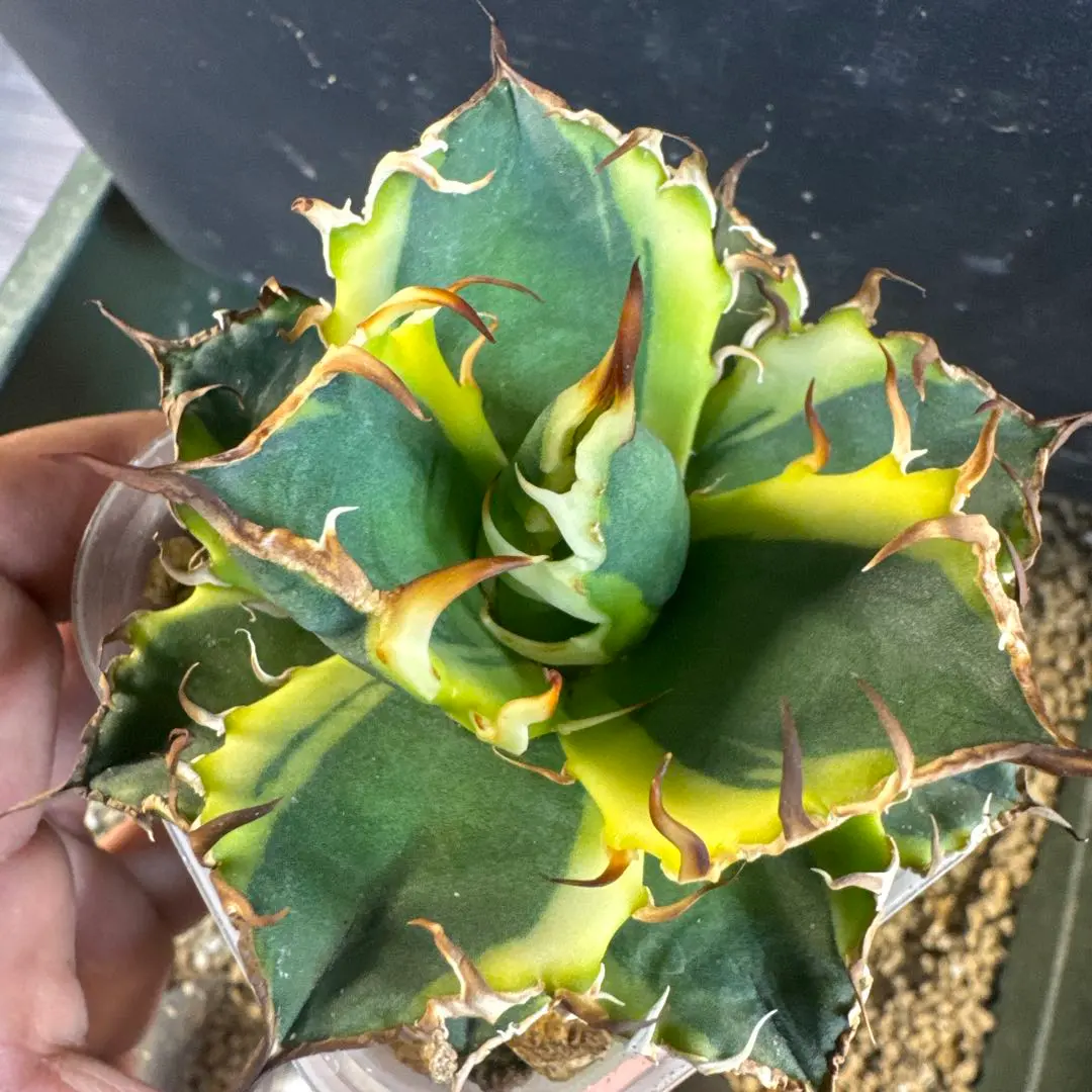 2026年最新】アガベシーザー錦の人気アイテム - メルカリ