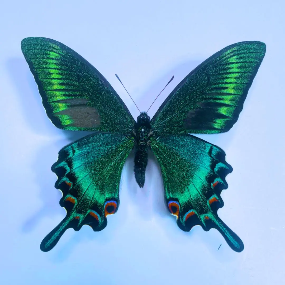 2026年最新】ミヤマカラスアゲハの人気アイテム - メルカリ