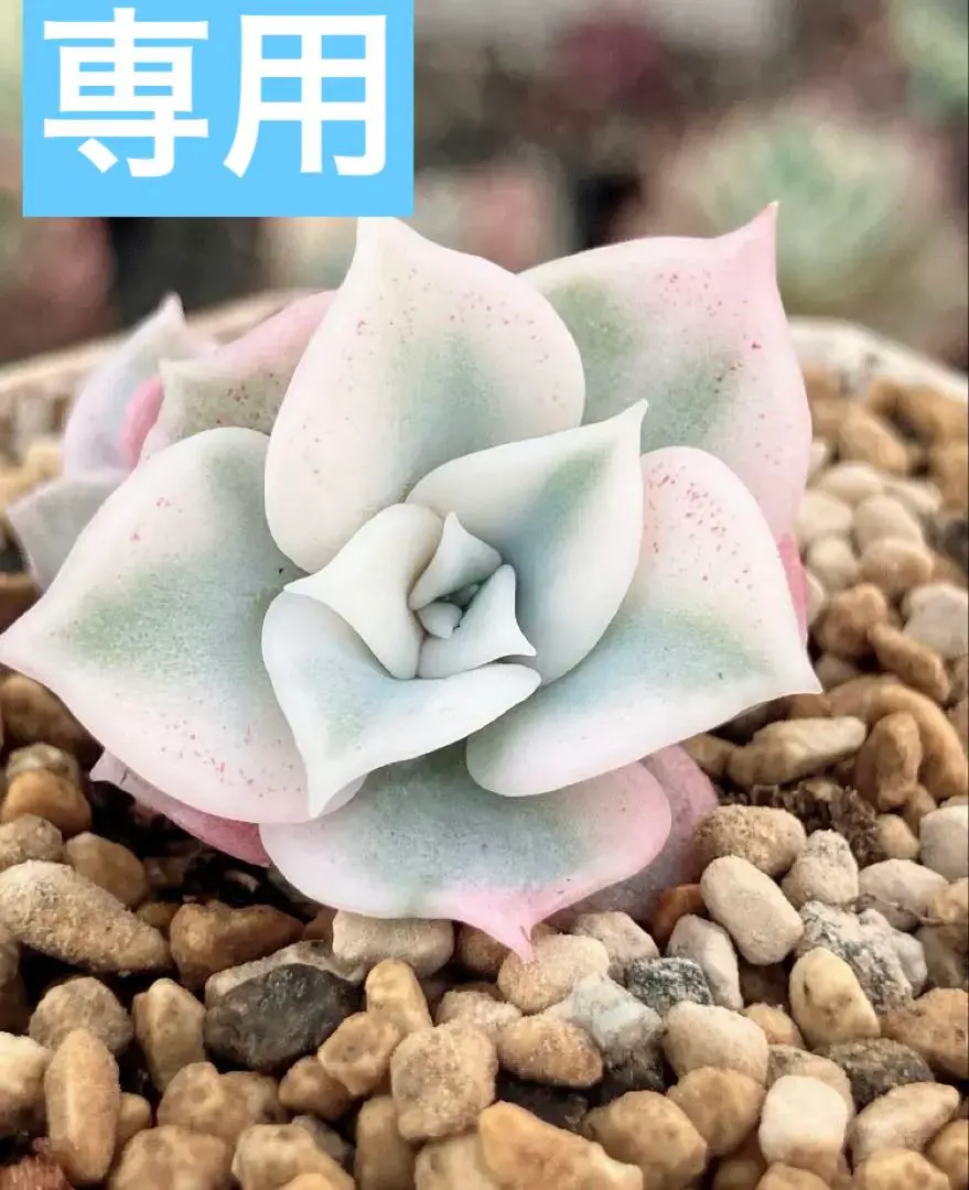 2026年最新】リラシナ錦の人気アイテム - メルカリ