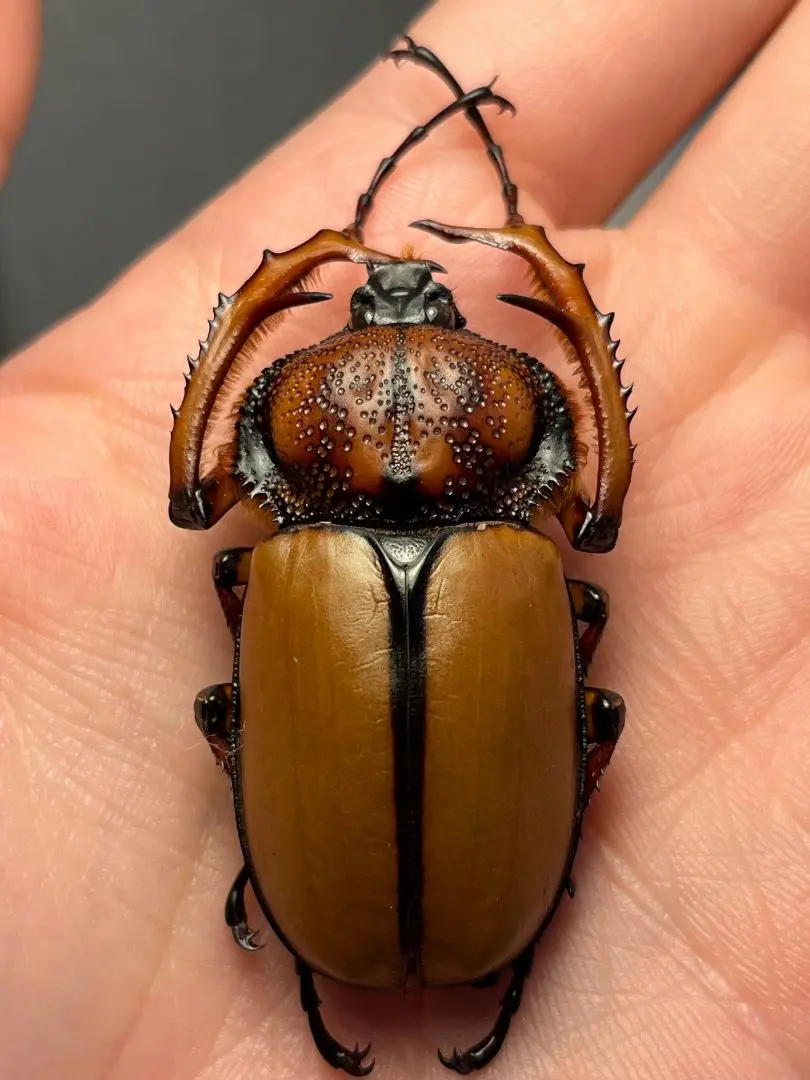 2026年最新】テナガコガネの人気アイテム - メルカリ