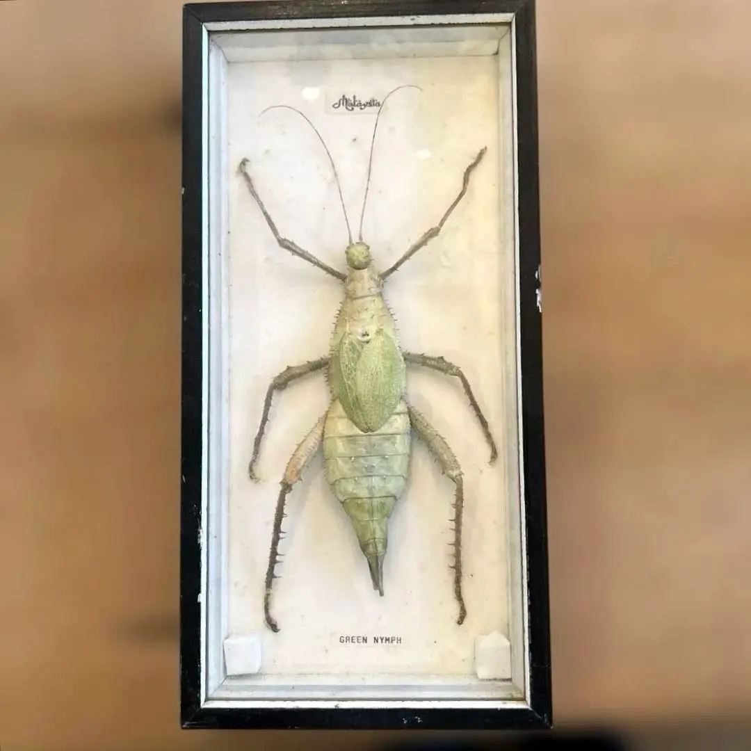 2026年最新】標本 ナナフシの人気アイテム - メルカリ