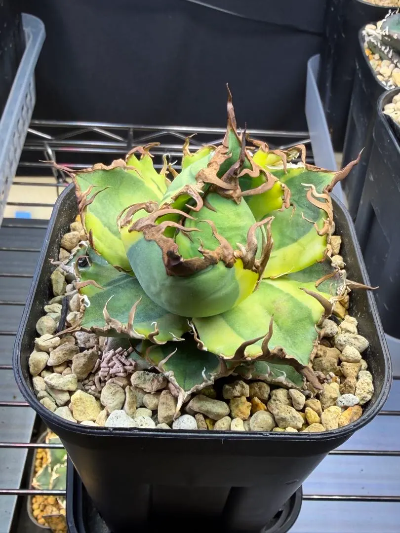 2026年最新】アガベシーザー錦の人気アイテム - メルカリ