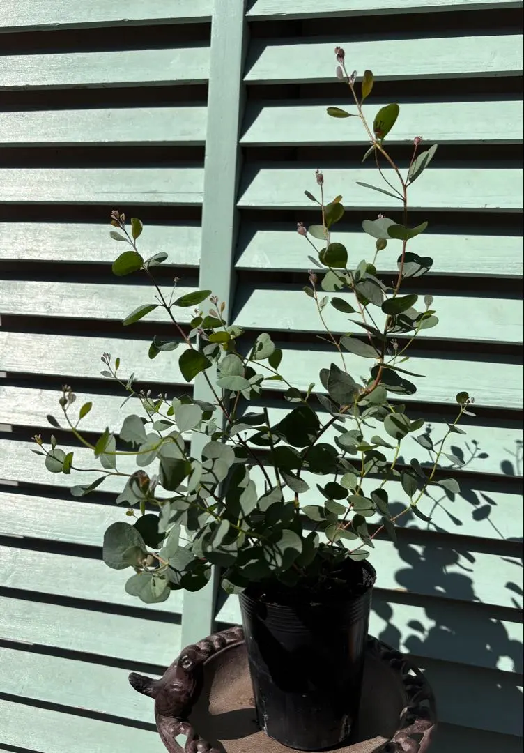 2026年最新】ユーカリ ウェブステリアナの人気アイテム - メルカリ