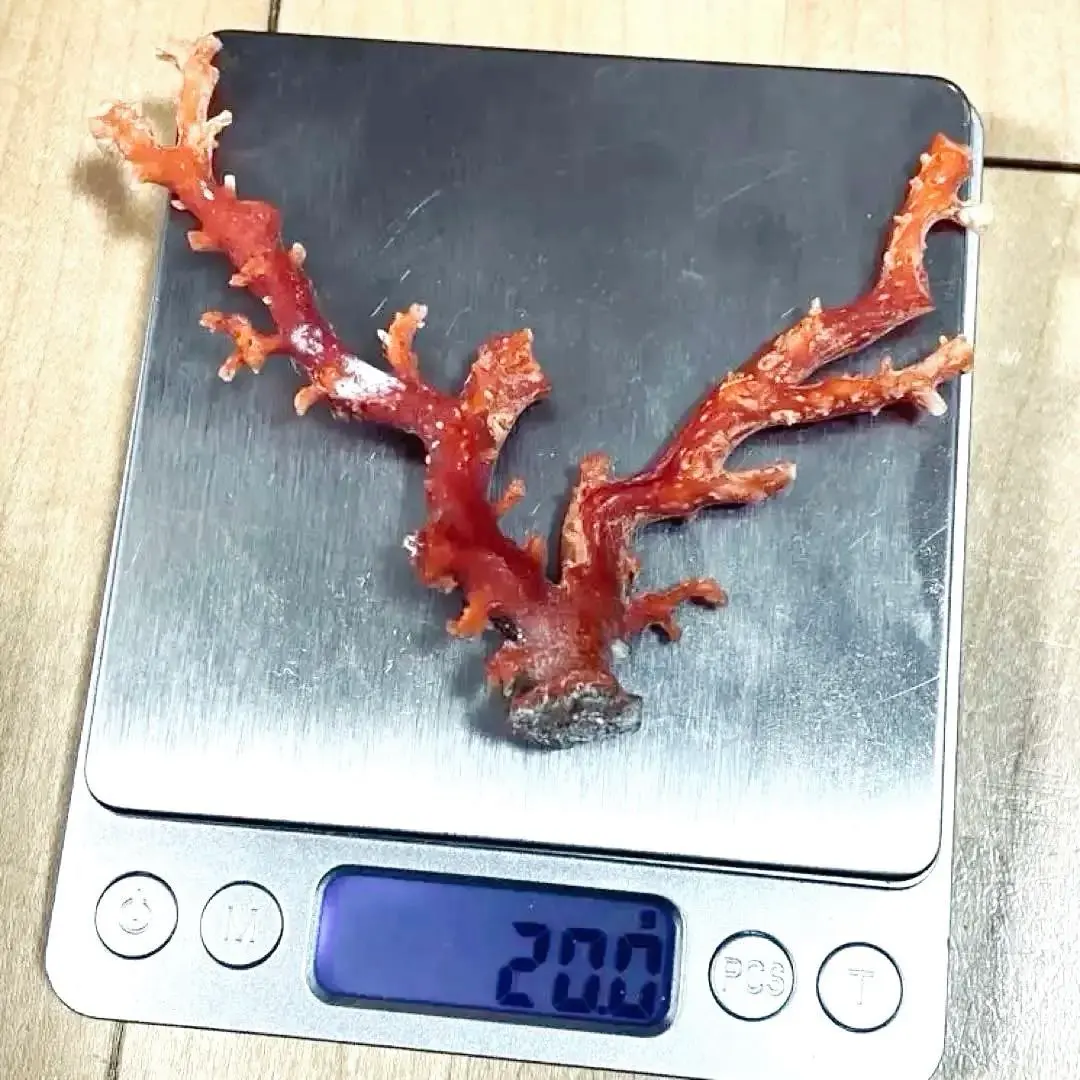 2026年最新】珊瑚原木の人気アイテム - メルカリ