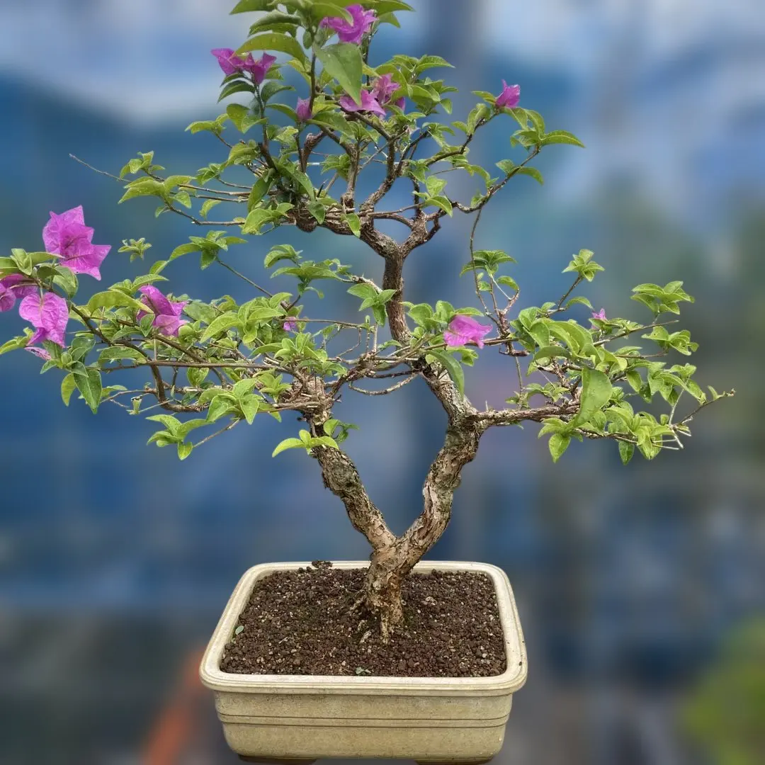 2026年最新】ブーゲンビリア 盆栽の人気アイテム - メルカリ