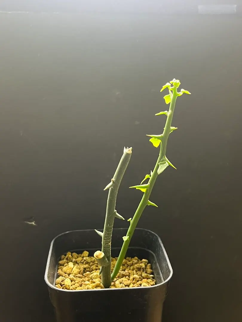 2026年最新】アデニア グロボーサの人気アイテム - メルカリ