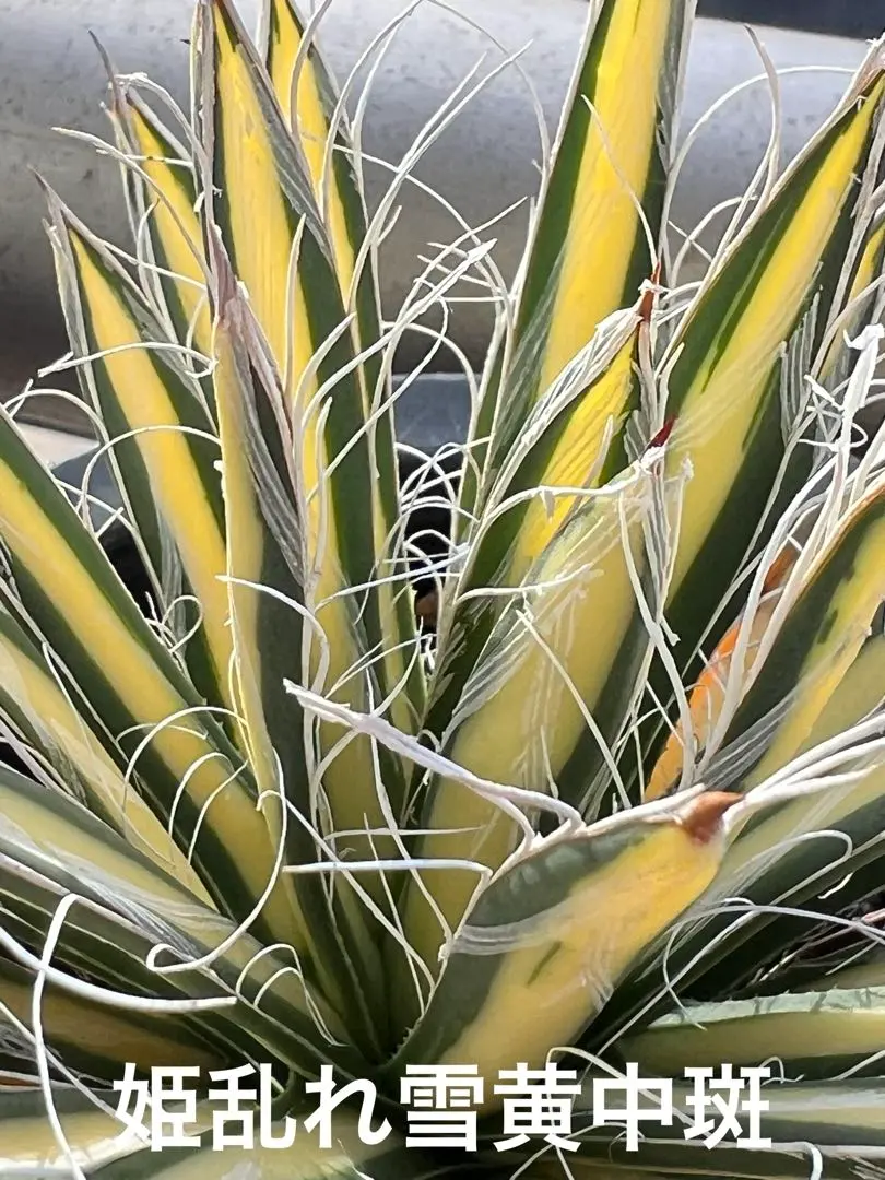 2026年最新】姫乱れ雪 アガベの人気アイテム - メルカリ