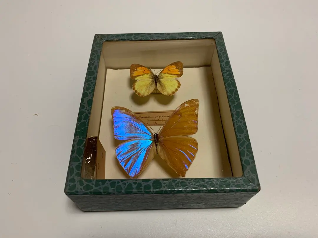 2026年最新】蝶 標本 台湾の人気アイテム - メルカリ